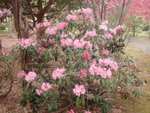 セイヨウシャクナゲ