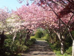サクラのトンネル2