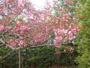 濃いピンク色のフゲンゾウ