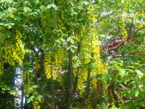 黄色い花のキングサリ