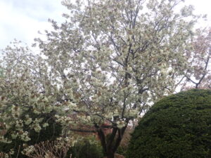 黄緑色のウコン