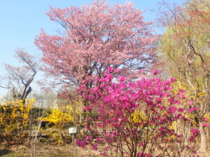 ピンクのエゾヤマザクラと紫色のエゾムラサキツツジ