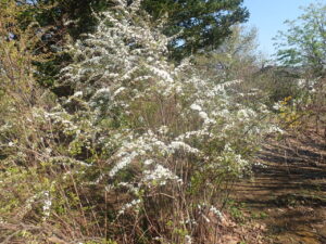 白い花のユキヤナギ