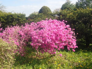 濃いピンクのヨドガワツツジ