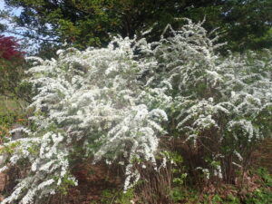 白い花のユキヤナギ