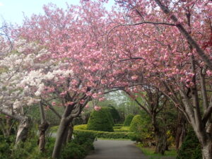 サクラのトンエル 