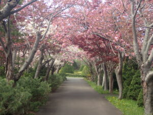 サクラおトンエル2