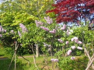 紫色のライラック