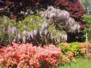 ヤマツツジとフジ