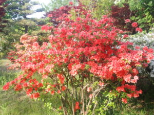 オレンジ色のヤマツツジ