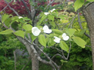 白い花のハナミズキ