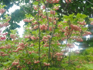 ピンクの小さい花のサラサドウダン