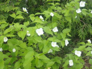 白い花のシロヤマブキ