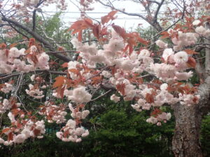 淡いピンク色のカンザン