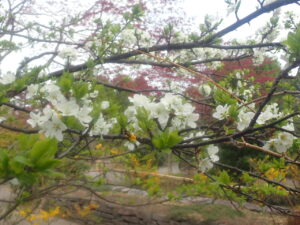 白い花のベニスモモ