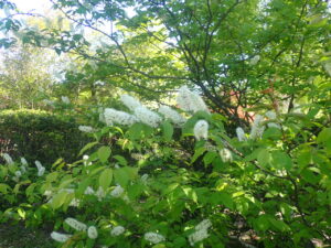 白い花のウワミズザクラ