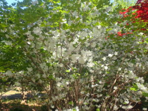 白い花のシロヤシオ