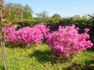 濃いピンク色のヨドガワツツジ