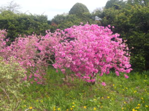 濃いピンクのヨドガワツツジ