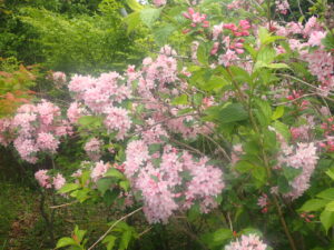 ピンクの花のタニウツギ