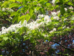 白い花のミヤマザクラ