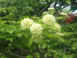 手毬のような花のテマリカンボク