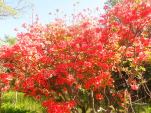 オレンジのヤマツツジ