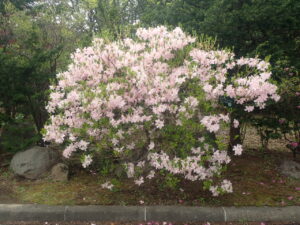 クロフネツツジ