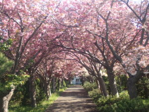 サクラのトンネル