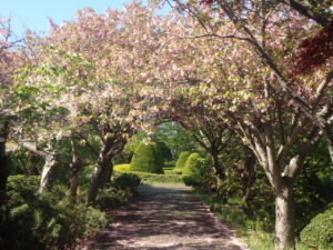 散り始めたサクラのトンネル