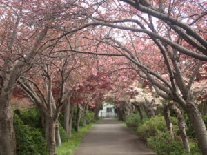 サクラのトンネル