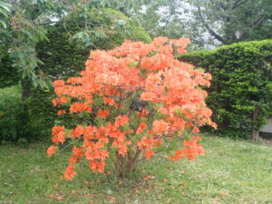 オレンジの花のカバレンゲ
