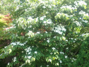 ヤマボウシの白い花