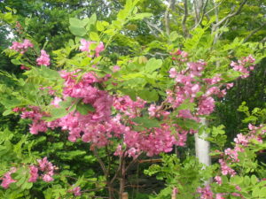 ピンクの花のローズアカシア