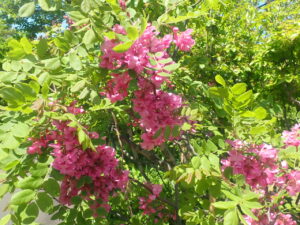 ピンクの花のローズアカシア