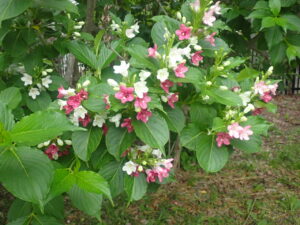 赤と白の花のハコネウツギ