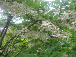 白い花のエゴノキ