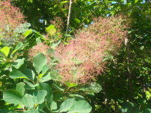 ピンクのスモークツリーの花