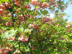 ピンクの花のサラサドウダン