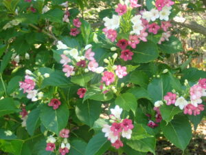 ピンクや白のハコネウツギ