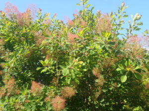 風に揺れるスモークツリー