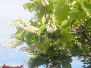 白い花のハクウンボク