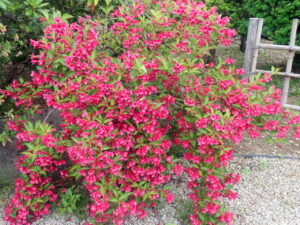 赤い花のベニウツギ