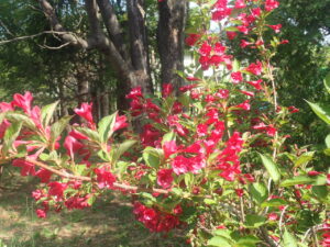 赤い花のベニウツギ