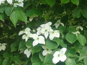 ヤマボウシの白い花