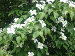 白い花のヤマボウシ