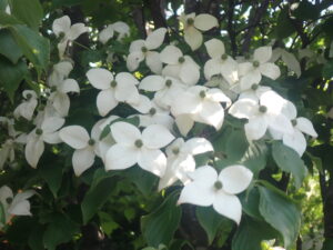 ヤマボウシの白い花