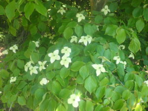 白い花のヤマボウシ