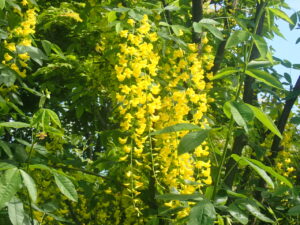 黄色い花のキングサリ