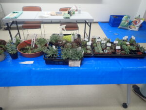 多肉寄せ植え講座3